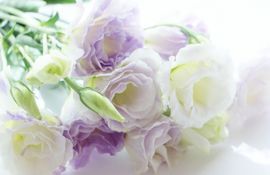 紫色と白色の生花
